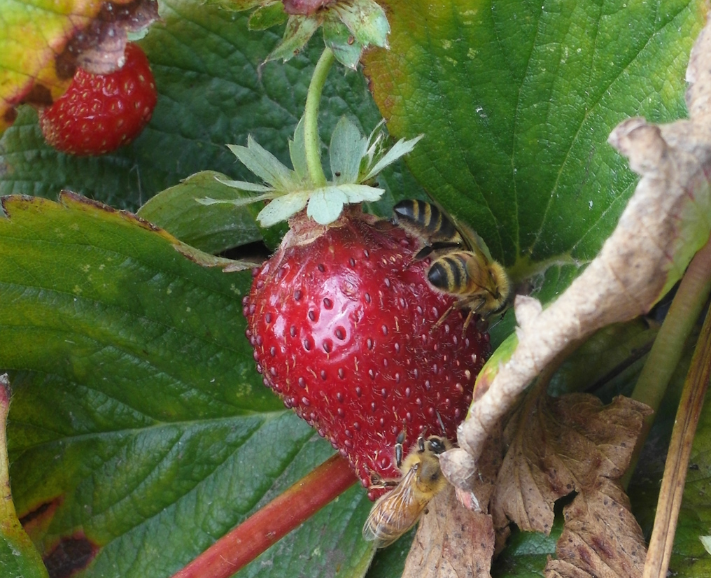 September 13, 2010 - Strawberry picking at a local farm. Bees!