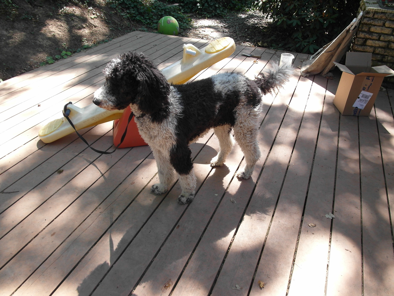 August 19, 2011 - Dog grooming time