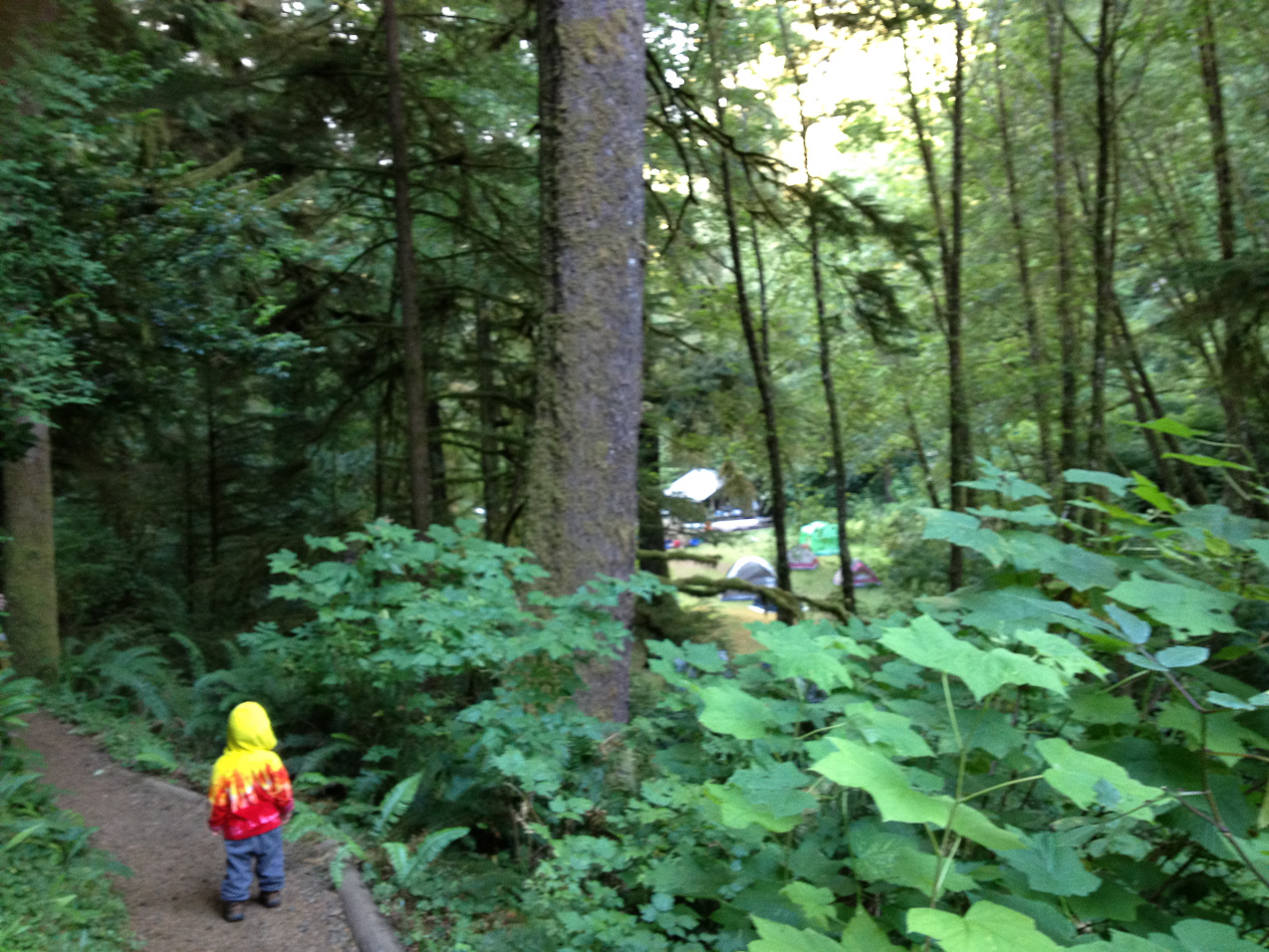  August 25, 2012 - From the path to the 500yr-old Spruce, overlooking the group campsite.