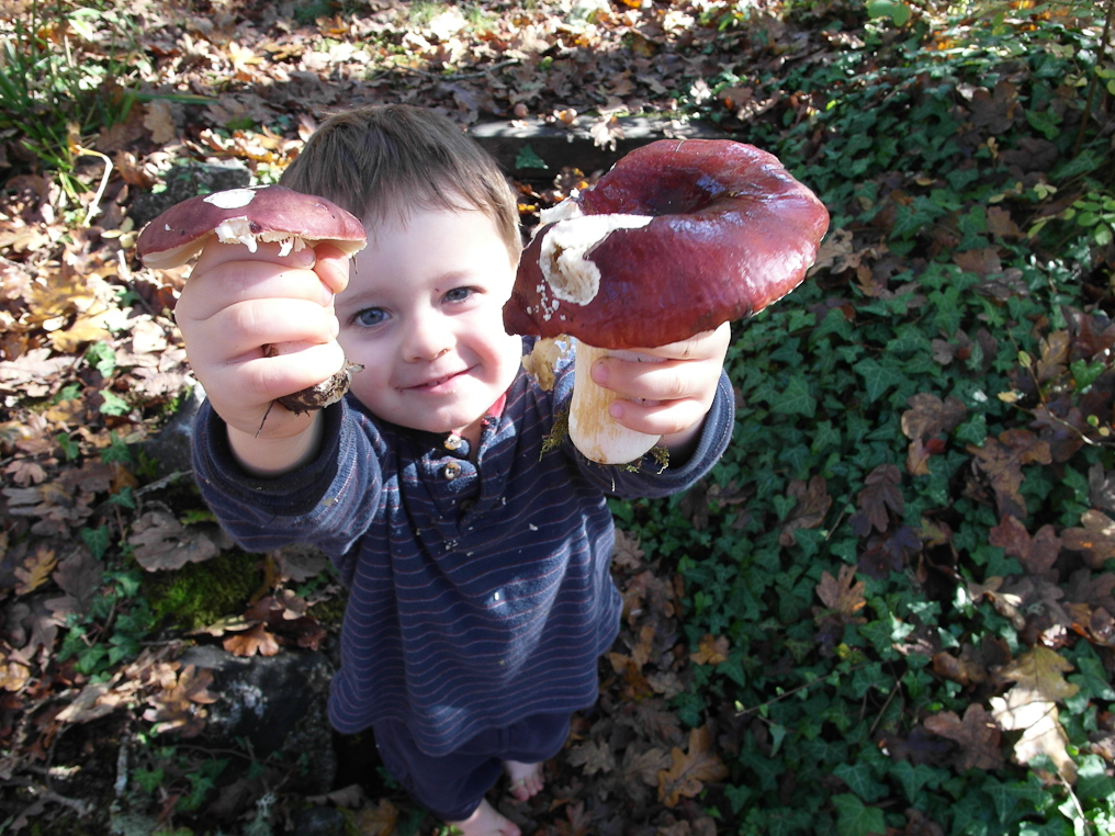 November 02, 2010 - Peter pointed out that these mushrooms look like apples on top.