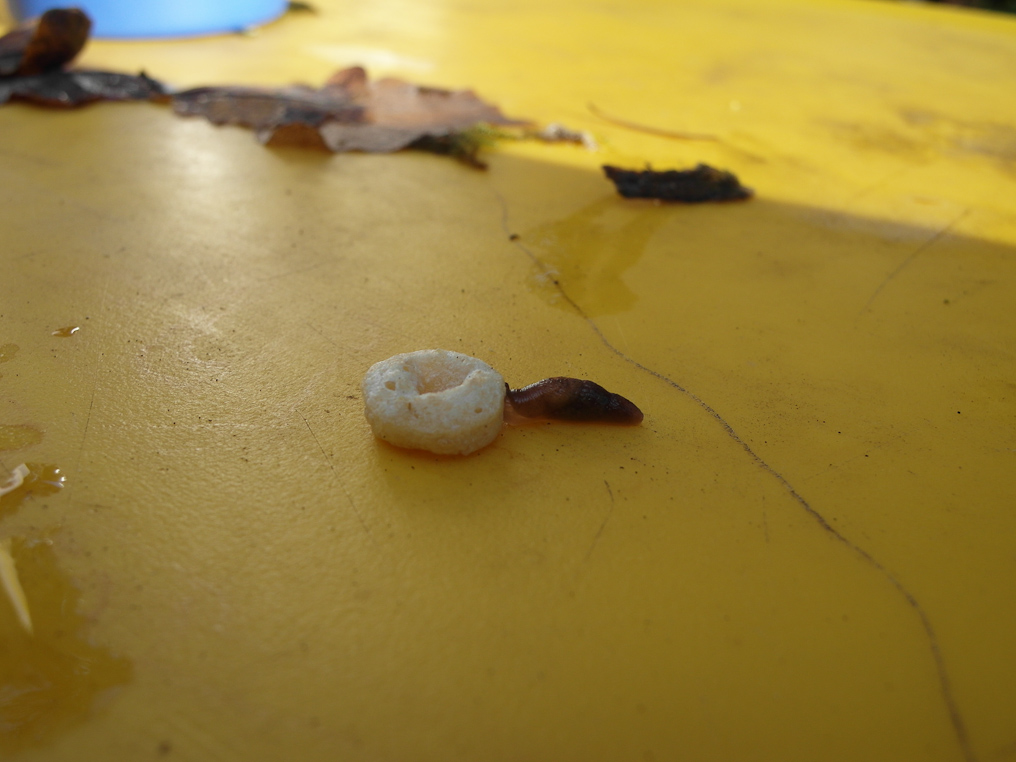 November 03, 2010 - Hungry slug.