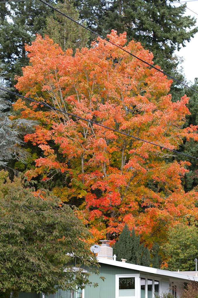 October 23, 2010 - Fall in Corvallis is colorful.