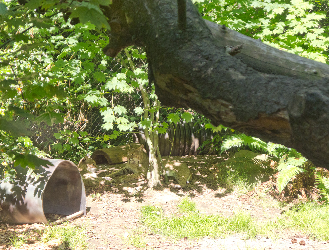 July 30, 2011 - Visiting the Portland Zoo