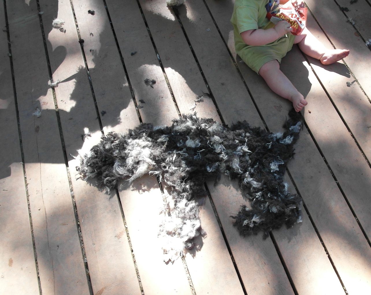 August 19, 2011 - Where did the dog go?