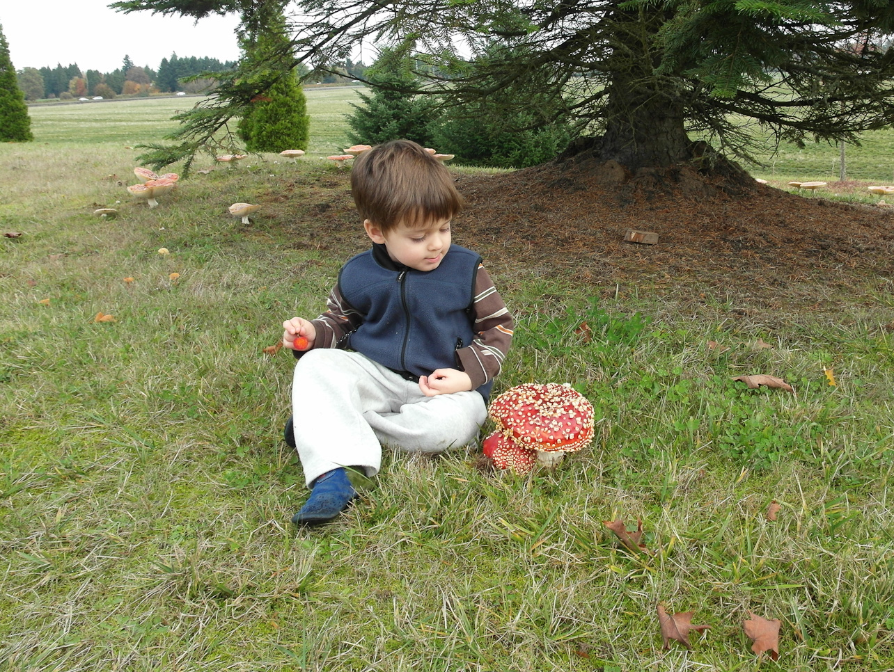 November 15, 2011 - Huge mushrooms to be found briefly
