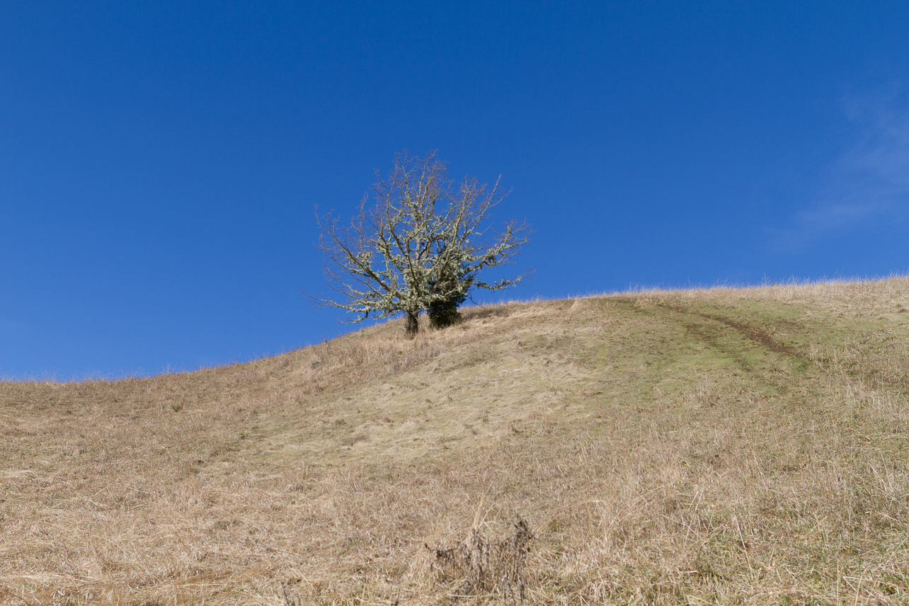 February 11, 2012 - We climbed up Dimple Hill, just outside Corvallis. Just 1485'