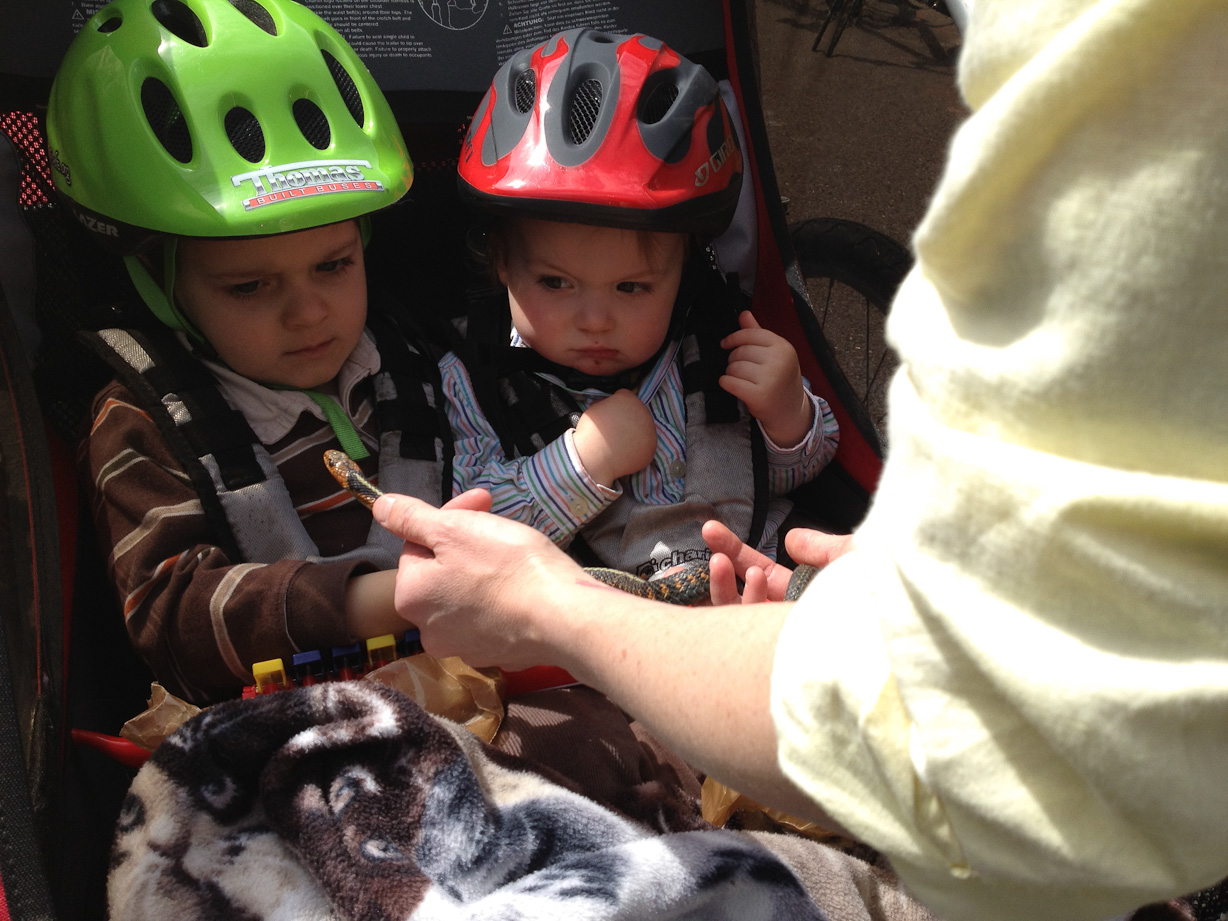  - April 15, 2012 - Look what mom notices sunning in the bike-path on the ride home from church!