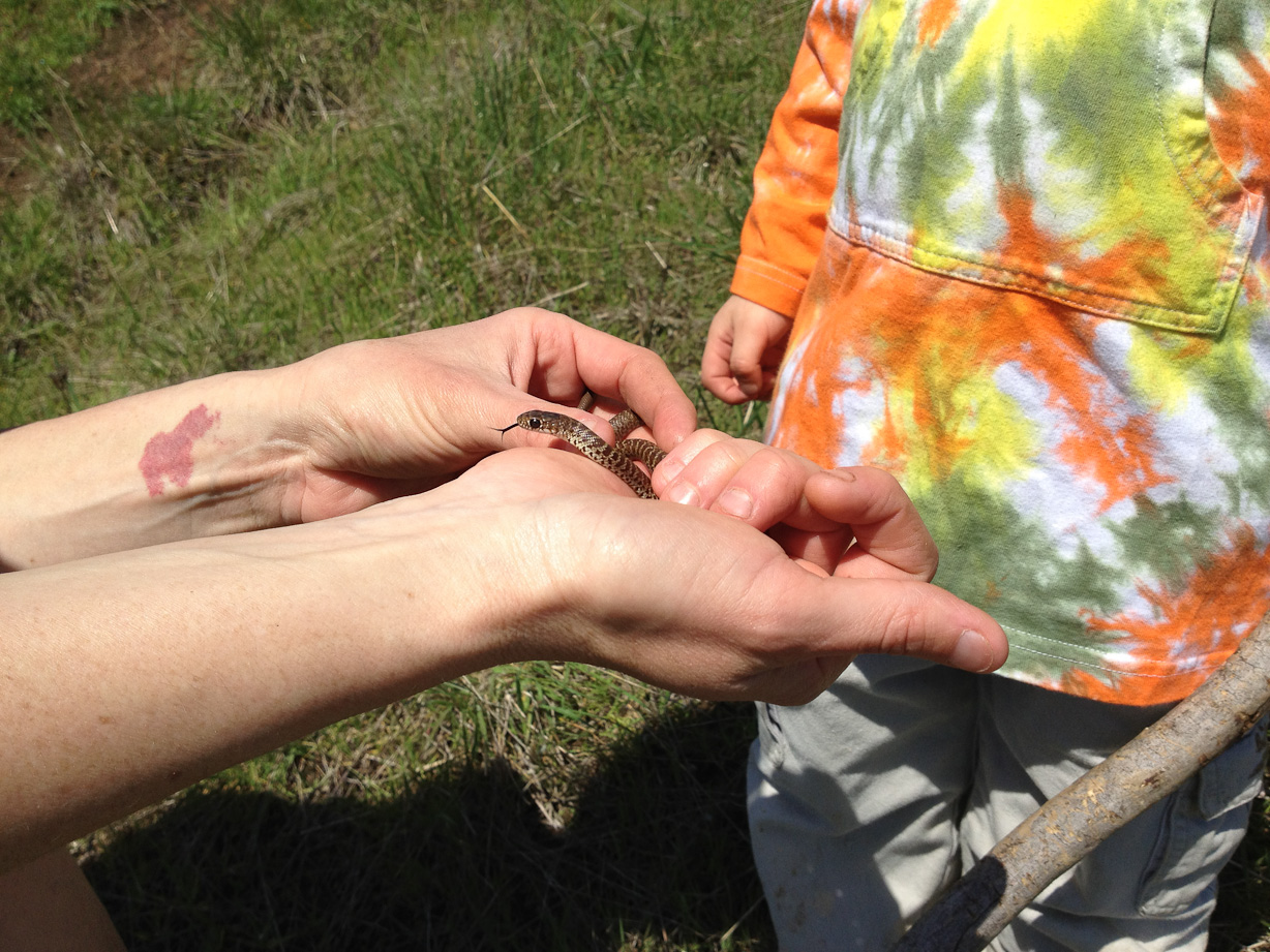  April 21, 2012 - A hike up to Dimple Hill, just north-north-west of Corvallis -- and we found a sunbathing snake