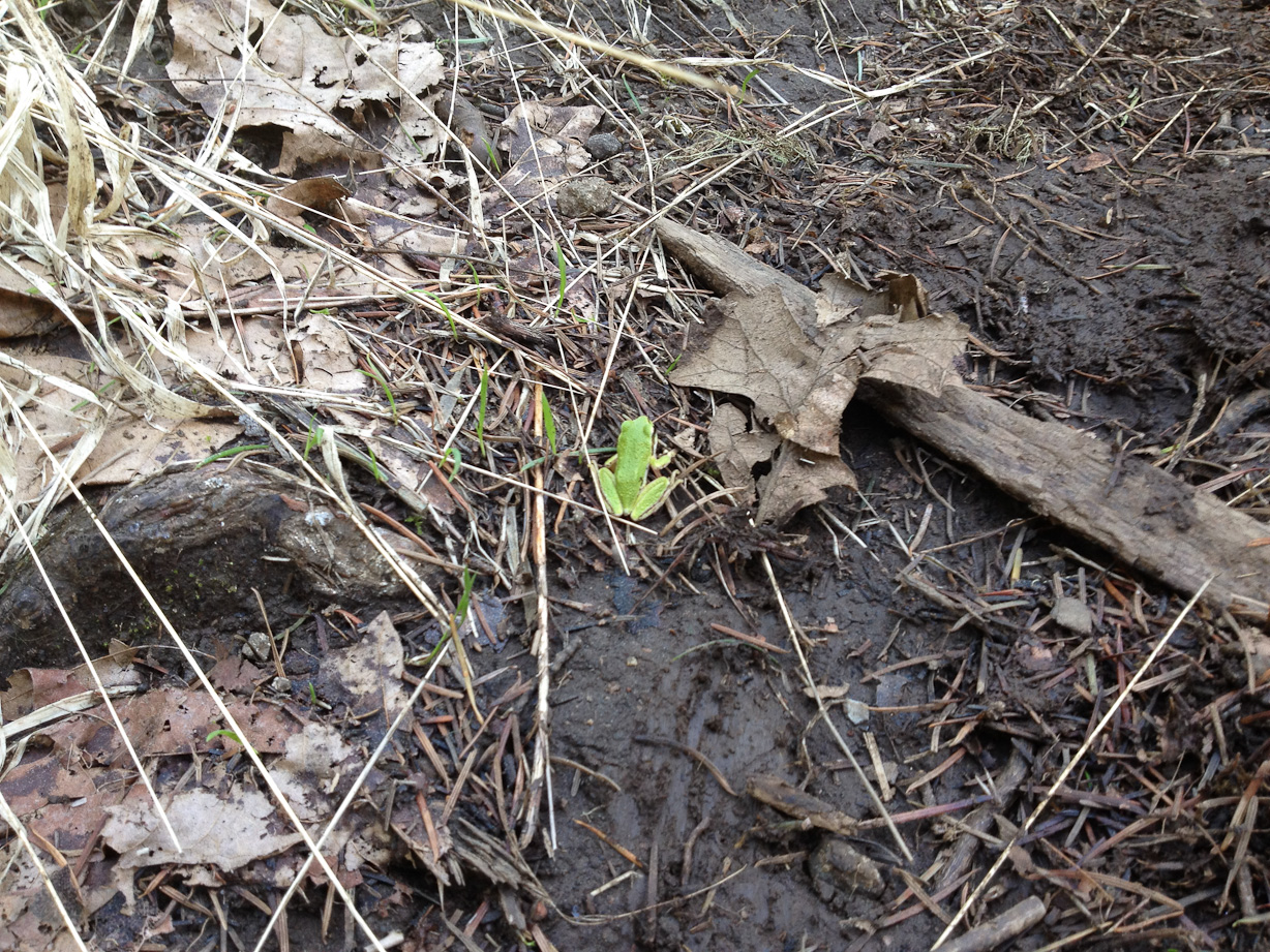  April 21, 2012 - A hike up to Dimple Hill, just north-north-west of Corvallis -- and we found a frog