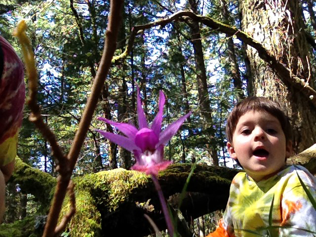  April 21, 2012 - A hike up to Dimple Hill, just north-north-west of Corvallis -- and we found a fairy slipper flower