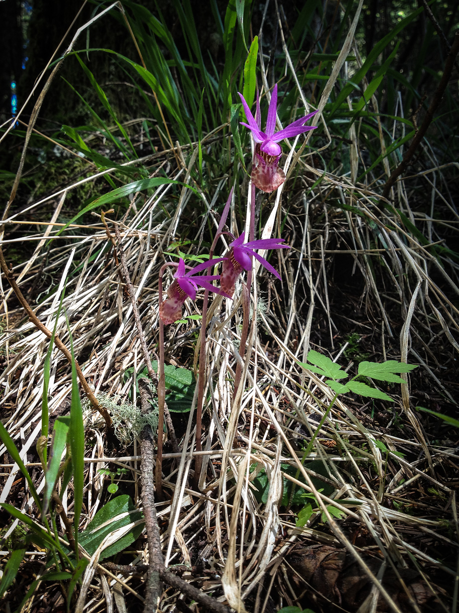  April 21, 2012 - A hike up to Dimple Hill, just north-north-west of Corvallis -- and we found a fairy slipper flower