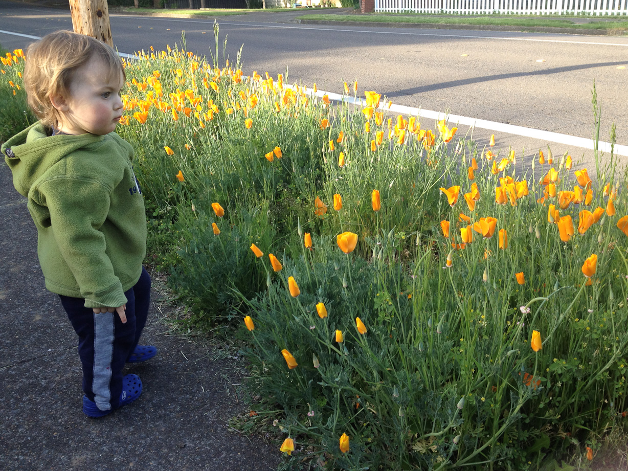  May 18, 2012 - on a hunt for poppies