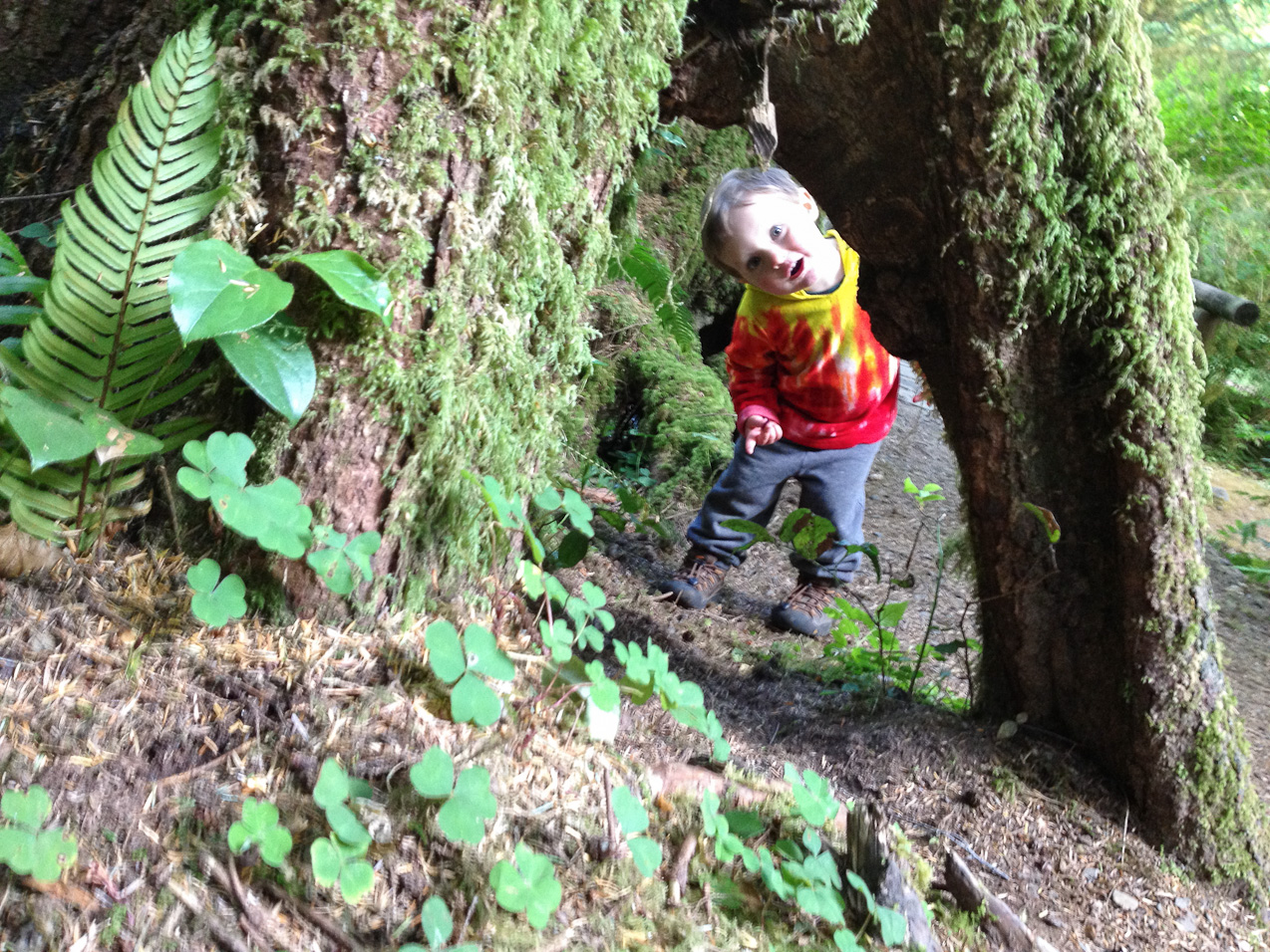  August 25, 2012 - Looking through the root limbs of a younger Spruce.