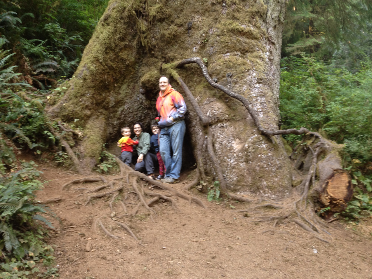  August 25, 2012 - The 500yr-old beast. Quite a Spruce.