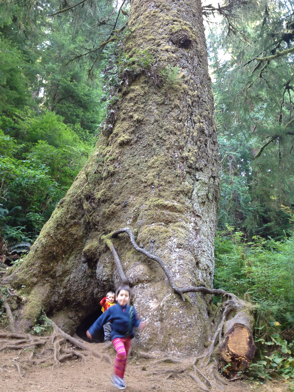  August 25, 2012 - 500yr-old Spruce tree