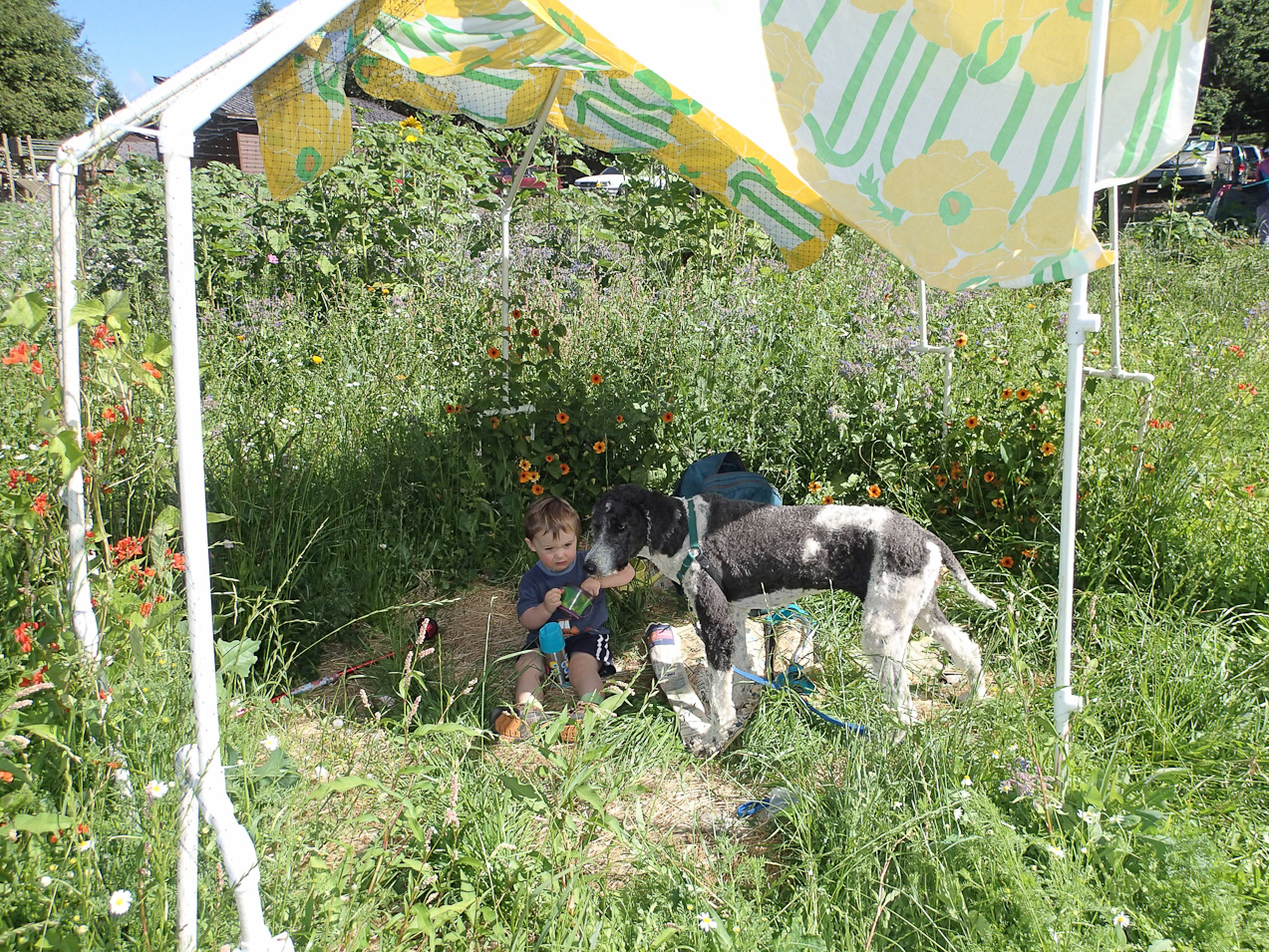  July 23, 2012 - Our 2012 garden...