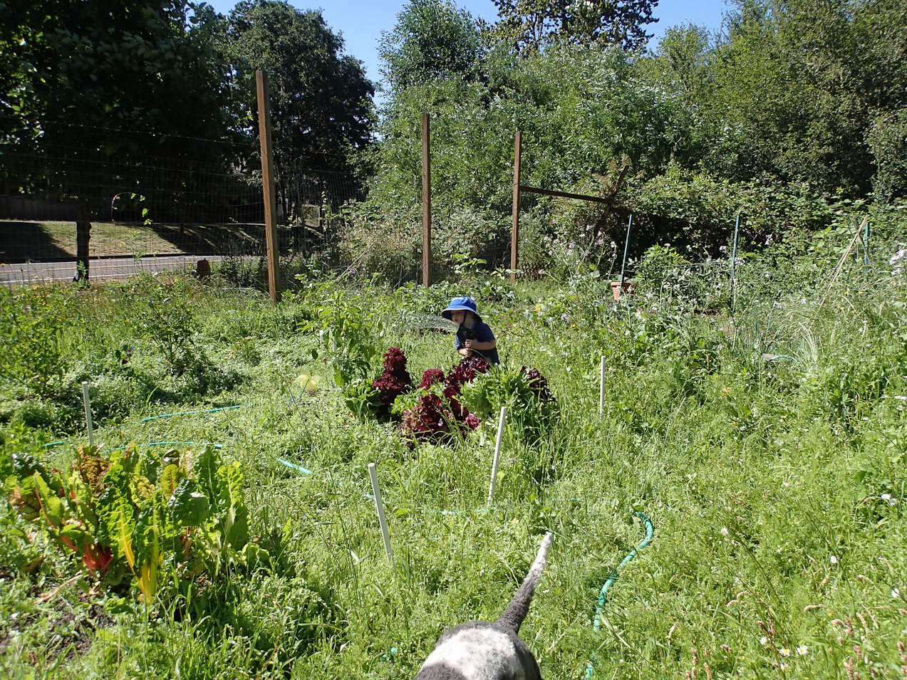  July 23, 2012 - Our 2012 garden...