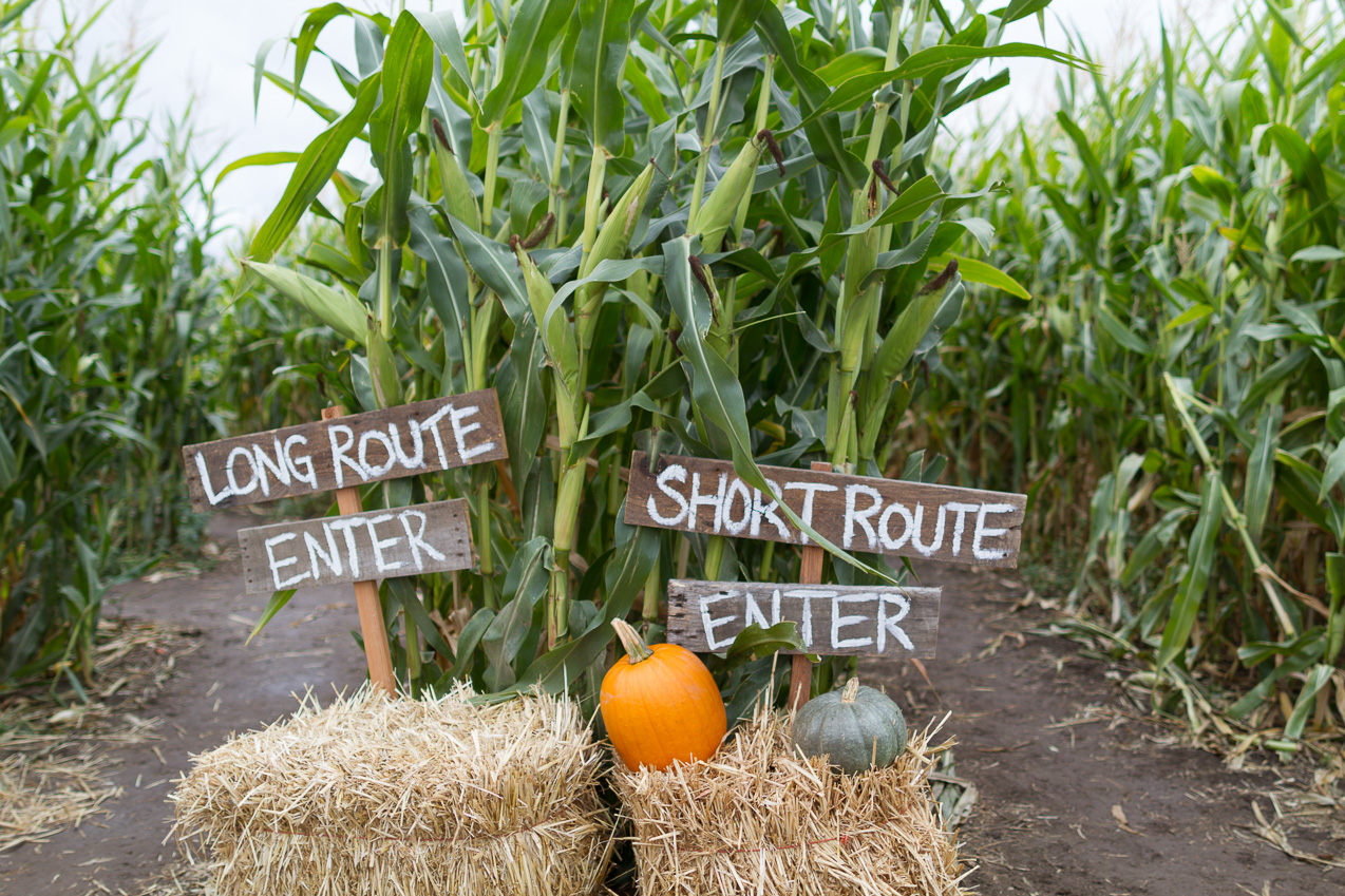  October 14, 2012 - Cornfield maze