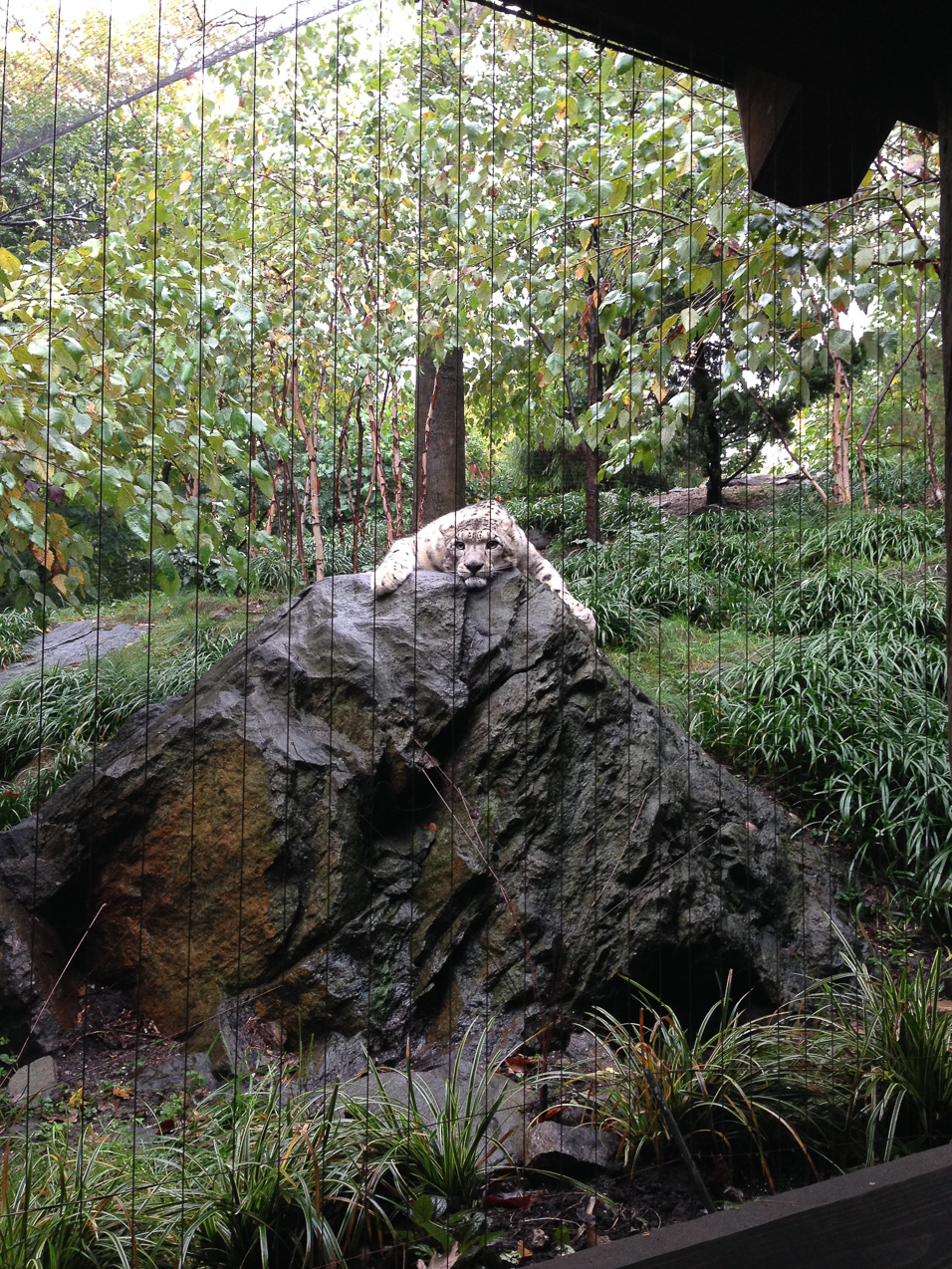  October 16, 2014 - NYC Central Park Zoo
